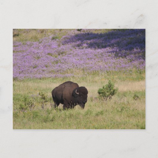Carte Postale États-Unis, Dakota du Sud, Bison américain (Devant)