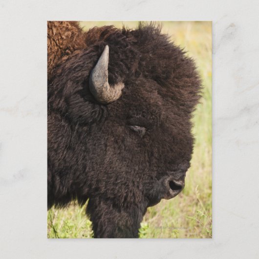 Carte Postale États-Unis, Dakota du Sud, Bison américain (Bison) (Devant)