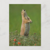 Carte Postale États-Unis, Dakota du Sud, Parc d'État de Custer (Devant)