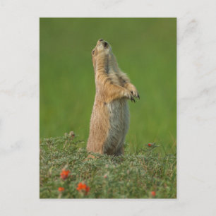 Carte Postale États-Unis, Dakota du Sud, Parc d'État de Custer