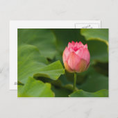 Carte Postale États-Unis, DC, Washington, Kenilworth (Devant / Derrière)