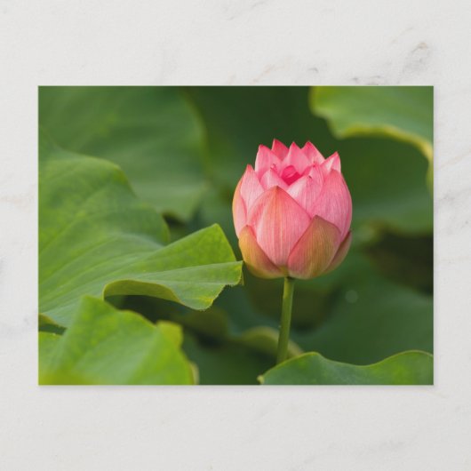 Carte Postale États-Unis, DC, Washington, Kenilworth (Devant)