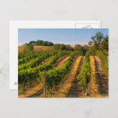 Carte Postale États-Unis, Est de Washington, Vignobles Walla Wal (Devant / Derrière)