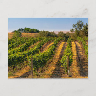 Carte Postale États-Unis, Est de Washington, Walla Walla Vineyar