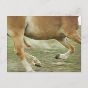 Carte Postale États-Unis, État de New York, Hudson, Cheval en co