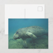 Carte Postale États-Unis, FL, Manatee (Devant / Derrière)