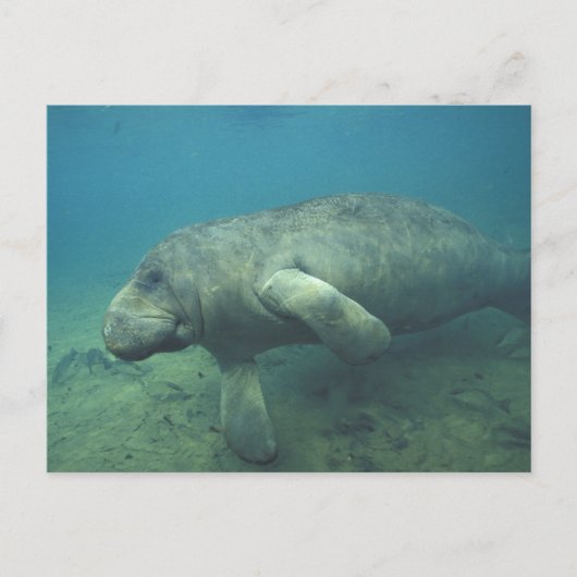 Carte Postale États-Unis, FL, Manatee (Devant)