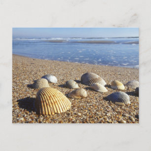 Carte Postale États-Unis, Floride, coquillages côtiers
