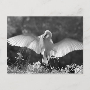 Carte Postale États-Unis, Floride, Grande Aigrette (Ardea alba)