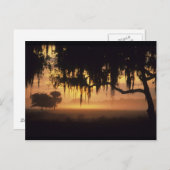 Carte Postale États-Unis, Floride, Lac Kissimmee. silhouette du (Devant / Derrière)