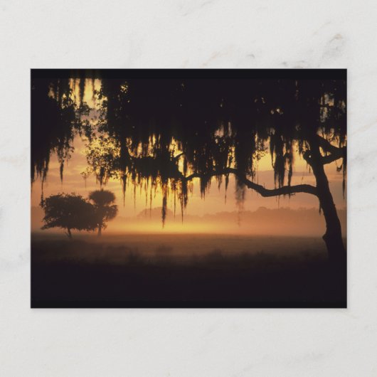 Carte Postale États-Unis, Floride, Lac Kissimmee. silhouette du (Devant)