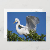 Carte Postale États-Unis, Floride, Saint-Augustine, Egret (Devant / Derrière)