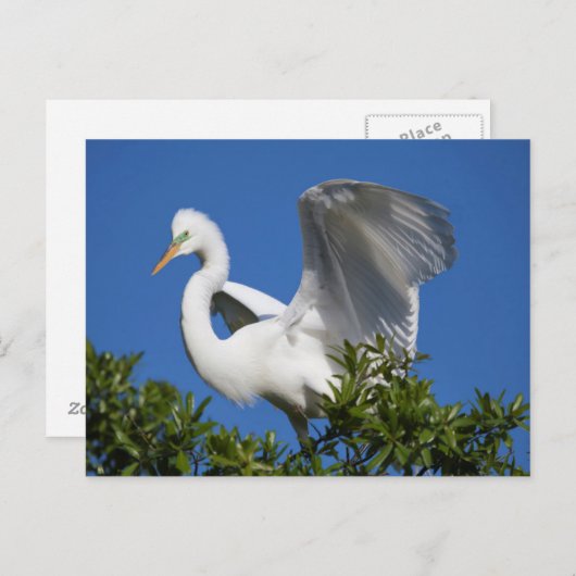 Carte Postale États-Unis, Floride, Saint-Augustine, Egret (Devant / Derrière)