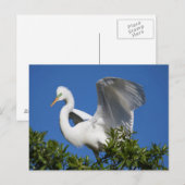 Carte Postale États-Unis, Floride, St. Augustine, Aigrette (Devant / Derrière)