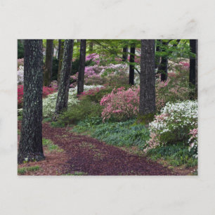 Carte Postale États-Unis, Géorgie, Callaway Gardens. Allée