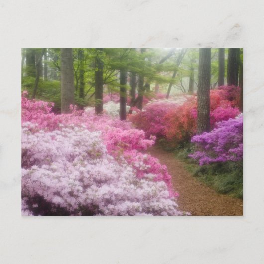 Carte Postale États-Unis ; Géorgie ; Pine Mountain. Azaleas à (Devant)