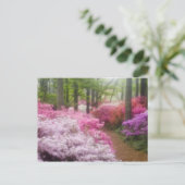 Carte Postale États-Unis ; Géorgie ; Pine Mountain. Azaleas à (Debout devant)