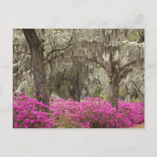 Carte Postale Etats-Unis, Géorgie, Savannah, Printemps de l'hist