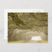 Carte Postale Etats-Unis, Géorgie, Savannah, Une conduite en chê (Devant / Derrière)