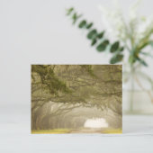 Carte Postale Etats-Unis, Géorgie, Savannah, Une conduite en chê (Debout devant)