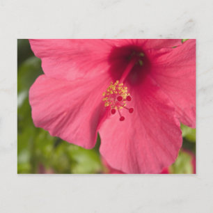 Carte Postale États-Unis, Hawaï, Kauai, Hibiscus