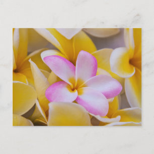 Carte Postale États-Unis, Hawaï, Oahu, Fleurs de plumeria en fle