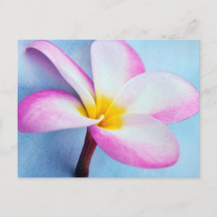 Carte Postale États-Unis, Hawaï, Oahu, fleurs de Plumeria en fle