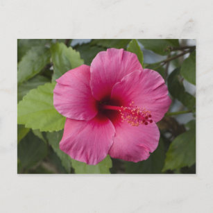 Carte Postale États-Unis, Hawaï, Oahu. L'Hibiscus est le 2