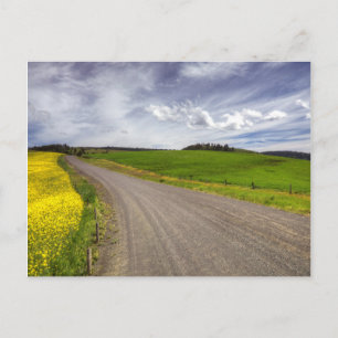 Carte Postale États-Unis, Idaho, Comté d'Idaho, Champ de canola