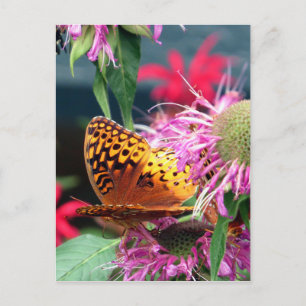 Carte Postale États-Unis - Indiana - Parc d'état du comté Brown