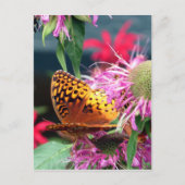 Carte Postale États-Unis - Indiana - Parc d'état du comté Brown (Devant)