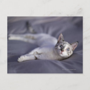 Carte Postale États-Unis, Iowa, Portrait de jeune chaton 2