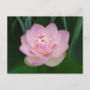 Carte Postale États-Unis, Kansas, Nénuphar rose