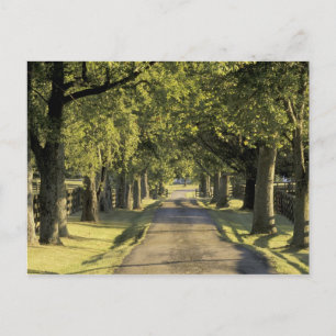 Carte Postale États-Unis, Kentucky, Lexington. Allée bordée d'ar