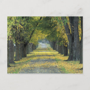 Carte Postale États-Unis, Kentucky, Louisville. Route bordée d'a