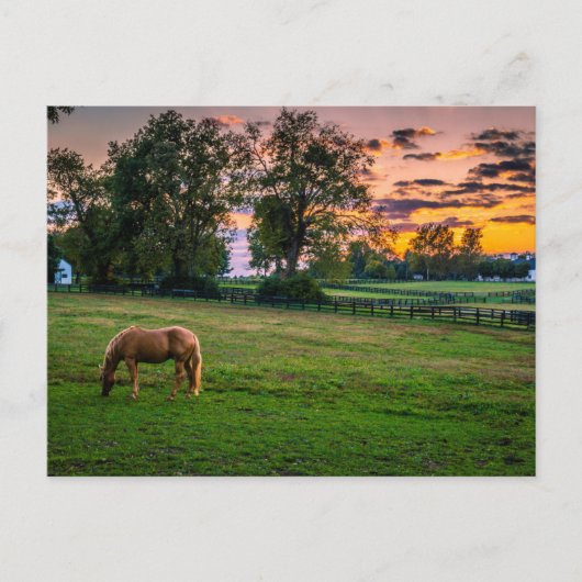 Carte Postale États-Unis, Lexington, Kentucky. Cheval solitaire (Devant)