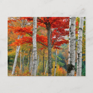 Carte Postale États-Unis, Maine, lac Wyman. Forêt de bouleaux