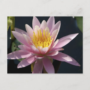 Carte Postale États-Unis, Massachusetts, Great Barrington, couss