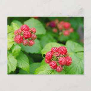 Carte Postale États-Unis, Massachusetts, Nantucket. Framboises m