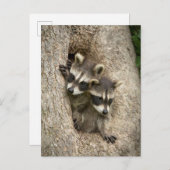 Carte Postale États-Unis, Minnesota, Sandstone, Minnesota Wildli (Devant / Derrière)