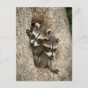 Carte Postale États-Unis, Minnesota, Sandstone, Minnesota Wildli