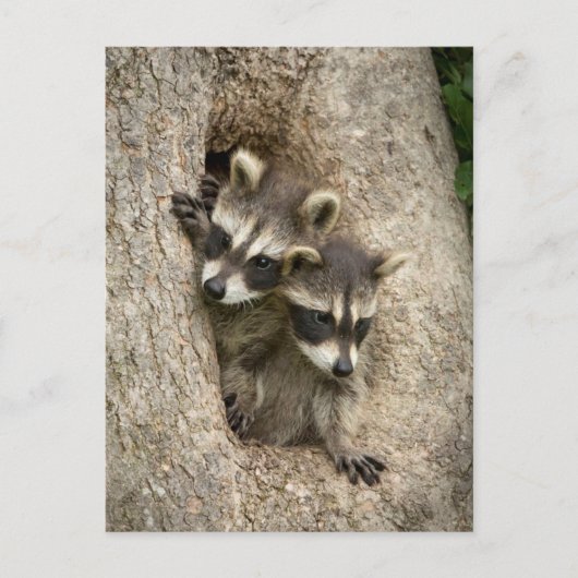 Carte Postale États-Unis, Minnesota, Sandstone, Minnesota Wildli (Devant)