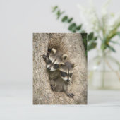 Carte Postale États-Unis, Minnesota, Sandstone, Minnesota Wildli (Debout devant)