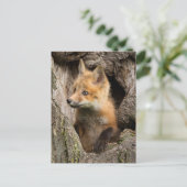 Carte Postale États-Unis, Minnesota, Sandstone, Minnesota Wildli (Debout devant)