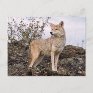 Carte Postale États-Unis, Montana, Kalispell. Coyote à Triple D