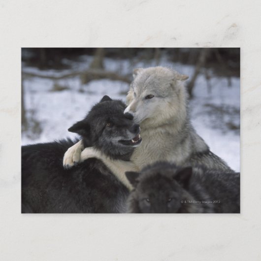 Carte Postale États-Unis, Montana, Loups jouant dans la neige (Devant)