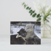 Carte Postale États-Unis, Montana, Loups jouant dans la neige (Debout devant)