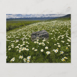 Carte Postale États-Unis, Montana, Marguerite sauvage en fleurs