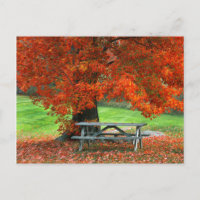 États-Unis, New York, West Park. Banc sous érable
