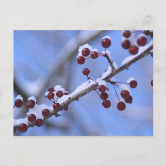 Carte Postale États-Unis, Nouvelle-Angleterre, Massachusetts, Le (Devant)